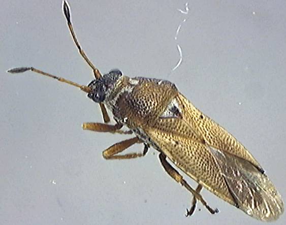 Cymus melanocephalus